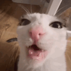 cat: @monkeycatluna